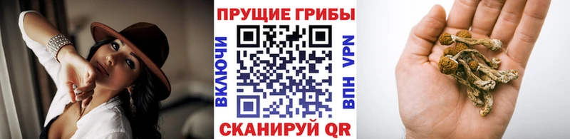 Псилоцибиновые грибы MAGIC MUSHROOMS  KRAKEN ссылки  Борисоглебск 